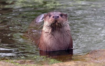 Fischotter im Zoo Krefeld in verschiedenen Aktionen. Fischotter *** Otters at Krefeld Zoo in various otter campaigns-stock-photo
