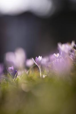 Fr?hlingserwachen: Krokusse bl?hen in der Februarsonne, Ende Februar k?ndigen die ersten Krokusse mit ihrer Farbenpracht-stock-foto