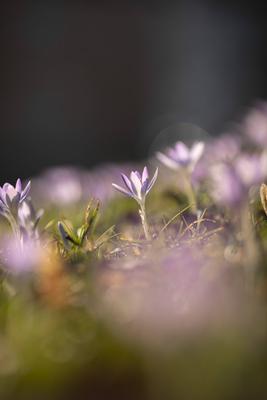 Fr?hlingserwachen: Krokusse bl?hen in der Februarsonne, Ende Februar k?ndigen die ersten Krokusse mit ihrer Farbenpracht-stock-foto