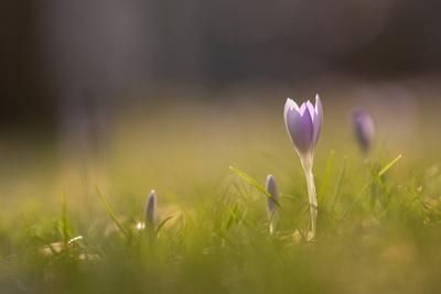 Fr?hlingserwachen: Krokusse bl?hen in der Februarsonne, Ende Februar k?ndigen die ersten Krokusse mit ihrer Farbenpracht-stock-foto