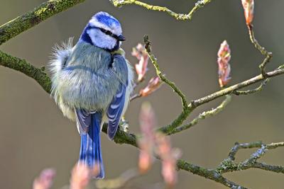 Creative Highlights World Singv?gel im Garten und in der Landschaft Eine Blaumeise sitzt auf einer Felsenbirne zur Zeit-stock-photo