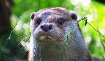 Fischotter-Eurasischer Fischotter in Aktion. Fischotter-Eurasischer Fischotter in verschiedenen Aktionen. *** Otter Eura-stock-photo