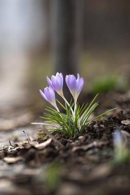 Fr?hlingserwachen: Krokusse bl?hen in der Februarsonne, Ende Februar k?ndigen die ersten Krokusse mit ihrer Farbenpracht-stock-foto