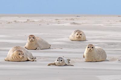Creative Highlights World Seehund, See-Hund (Phoca vitulina), Fuenf Seehunde auf Sandbank im Wattenmeer, Deutschland, Sc-stock-photo