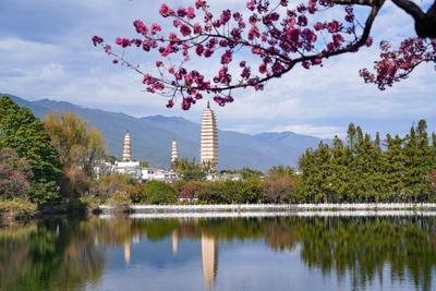 DALI, CHINA - DECEMBER 21: Cherry blossoms are in full bloom at the Three Pagodas Park, also called Reflection Park of t-stock-foto