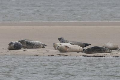 Impressionen der Nordseeinsel Sylt im Winter 2025, ,-stock-foto