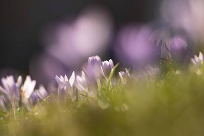 Fr?hlingserwachen: Krokusse bl?hen in der Februarsonne, Ende Februar k?ndigen die ersten Krokusse mit ihrer Farbenpracht-stock-foto