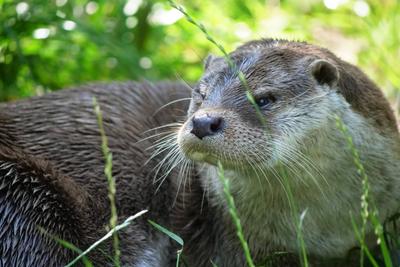 Fischotter-Eurasischer Fischotter in Aktion. Fischotter-Eurasischer Fischotter in verschiedenen Aktionen. *** Otter Eura-stock-photo