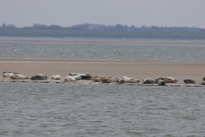 Impressionen der Nordseeinsel Sylt im Winter 2025, ,-stock-foto