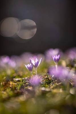 Fr?hlingserwachen: Krokusse bl?hen in der Februarsonne, Ende Februar k?ndigen die ersten Krokusse mit ihrer Farbenpracht-stock-foto