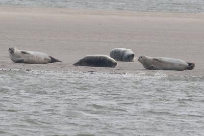 Impressionen der Nordseeinsel Sylt im Winter 2025, ,-stock-foto
