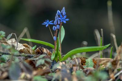 Creative Highlights World Zweiblaettriger Blaustern (Scilla bifolia), bluehend, Deutschland, Baden-Wuerttemberg twin-lea-stock-photo