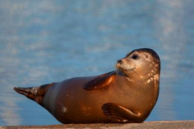 Seehund, See-Hund (Phoca vitulina), sonnt sich, Belgien, Westflandern harbor seal, common seal (Phoca vitulina), sunbath-stock-photo