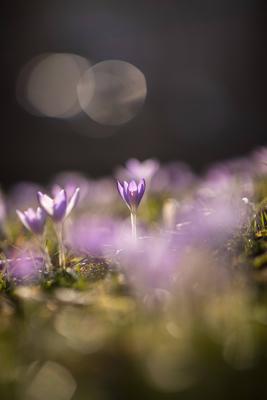 Fr?hlingserwachen: Krokusse bl?hen in der Februarsonne, Ende Februar k?ndigen die ersten Krokusse mit ihrer Farbenpracht-stock-foto