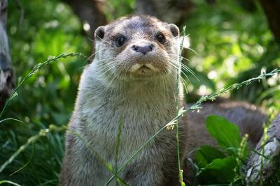Fischotter-Eurasischer Fischotter in Aktion. Fischotter-Eurasischer Fischotter in verschiedenen Aktionen. *** Otter Eura-stock-photo
