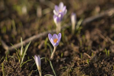 Fr?hlingserwachen: Krokusse bl?hen in der Februarsonne, Ende Februar k?ndigen die ersten Krokusse mit ihrer Farbenpracht-stock-foto