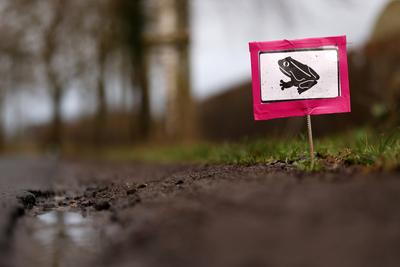 Ein Schild weist auf Kr?tenwanderung hin. Jedes Jahr im Fr?hling beginnt die Kr?tenwanderung: Erdkr?ten und Fr?sche zieh-stock-foto