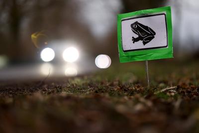 Ein Schild weist auf Kr?tenwanderung hin. Jedes Jahr im Fr?hling beginnt die Kr?tenwanderung: Erdkr?ten und Fr?sche zieh-stock-foto