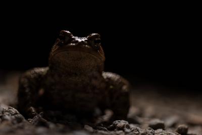 Tierwelt, Amphibien 2023-03-23, GER, Bayern: Erdkr?te Nachts am Waldweg *** Wildlife, Amphibians 2023 03 23, GER, Bavari-stock-photo