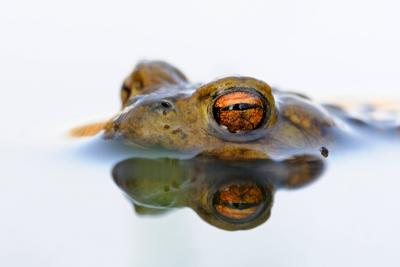Creative Highlights World Kr?tenaugen... Erdkr?te ( Bufo bufo ), m?nnliche Kr?te wartet im Laichgew?sser auf paarungsber-stock-photo