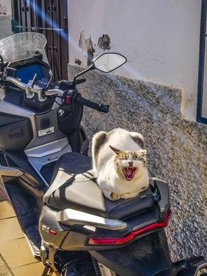 Entertainment Bilder des Tages Garrucha Andalusien SpanienBerge Landschaft Katze liegt in der Sonne Motorroller in der Innenstadt Aussen Tag Blauer Himmel Fruehling Uebersicht 21.02.2025 Garrucha ist eine spanische Gemeinde im Verwaltungsgebiet Levante Almeriense der Provinz Almeria in der Autonomen Gemeinschaft Andalusien. Andalusien Spanien *** Garrucha Andalusia Spainmountains landscape cat lying in the sun scooter in the city center outside day blue sky spring overview 21 02 2025 Garrucha is a Spanish municipality in the administrative region of Levante Almeriense in the province of Almeria in the autonomous community of Andalusia Andalusia Spain-stock-photo