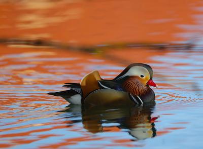 21.02.2025, Tierwelt in Muenchen-stock-photo