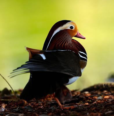 21.02.2025, Tierwelt in Muenchen-stock-photo
