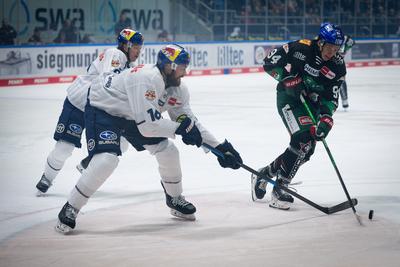 1. DEL - 2024/2025 - Sp.48 - Augsburger Panther vs. EHC Red Bull M?nchen-stock-photo