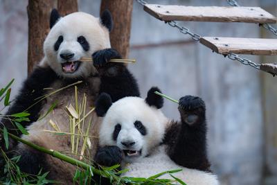 CHONGQING, CHINA - FEBRUARY 23: Giant pandas Mang Cancan and Mang Zai eat bamboo leaves at Chongqing Zoo on February 23,-stock-foto