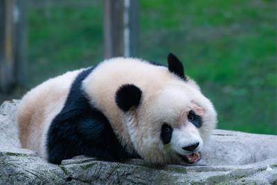 China Chongqing Zoo Giant Panda-stock-foto