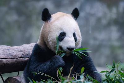 China Chongqing Zoo Giant Panda-stock-foto