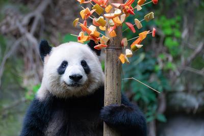 CHONGQING, CHINA - FEBRUARY 23: Giant panda Liang Yue eats skewered fruits and vegetables at Chongqing Zoo on February 2-stock-foto