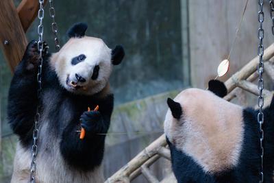 CHONGQING, CHINA - FEBRUARY 23: Giant pandas Xi Xi and Qing Qing eat skewered fruits and vegetables at Chongqing Zoo on-stock-foto