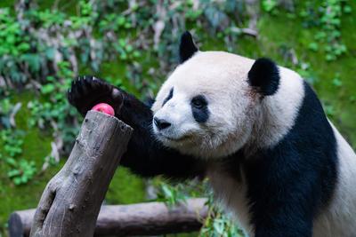 China Chongqing Zoo Giant Panda-stock-foto