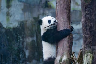 CHONGQING, CHINA - FEBRUARY 23: Giant panda Qi Sanmei plays at Chongqing Zoo on February 23, 2025 in Chongqing, China. P-stock-foto