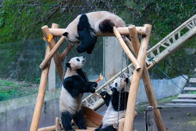 CHONGQING, CHINA - FEBRUARY 23: Giant pandas Chong Chong, Xi Xi and Qing Qing eat skewered fruits and vegetables at Chon-stock-foto
