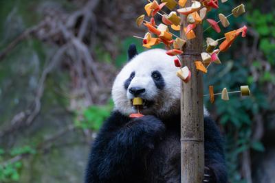 CHONGQING, CHINA - FEBRUARY 23: Giant panda Liang Yue eats skewered fruits and vegetables at Chongqing Zoo on February 2-stock-foto