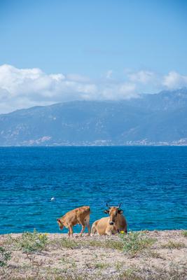 discovery of the island of beauty in southern Corsica, France discovery of the island of beauty in southern Corsica in M-stock-foto