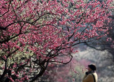 News Bilder des Tages NANJING, CHINA - FEBRUARY 24: Aerial view of the plum blossom on the Meihua Mountain atthe imperia-stock-photo