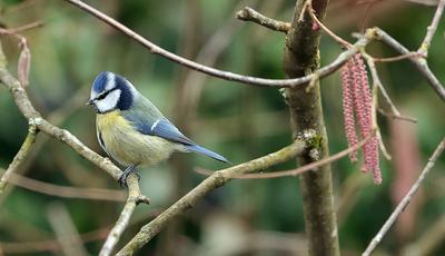 26.02.2025, Tierwelt in Fuerstenried West Muenchen-stock-photo