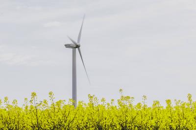 Ein Windrad in einem Rapsfeld, aufgenommen in Vierkirchen, 12.04.2024. Vierkirchen Deutschland *** A wind turbine in a r-stock-foto