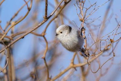 Creative Highlights World A long tailed tit (Aegithalos caudatus) sitting on a small twig, sunny day in winter, blue sky-stock-photo