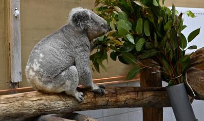 Altersrekord im Koalahaus,im Zoo Duisburg:Koala-M?nnchen Irwin ist 17 jahre alt,das Beutetier ist mit Abstand der ?ltest-stock-foto