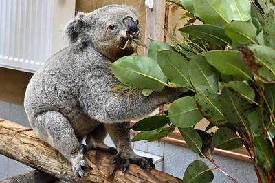 Altersrekord im Koalahaus,im Zoo Duisburg:Koala-M?nnchen Irwin ist 17 jahre alt,das Beutetier ist mit Abstand der ?ltest-stock-foto