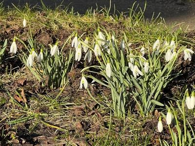 Weisse Schneegloeckchen Pflanzen in der Morgensonne im Gruenstreifen am Strassenrand in Hamburg - Es wird Fruehling - Die Schneegloeckchen bilden eine Pflanzengattung innerhalb der Familie der Amaryllisgewaechse. Sie sind seit Jahrhunderten beliebte Zierpflanzen, da sie zu den ersten Bluetenpflanzen des Vorfr?hlings gehoeren HH Deutschland *** White snowdrop plants in the morning sun in the green strip at the roadside in Hamburg Its springtime The snowdrops are a plant genus within the amaryllis family They have been popular ornamental plants for centuries, as they are among the first flowering plants of early spring HH Germany-stock-foto