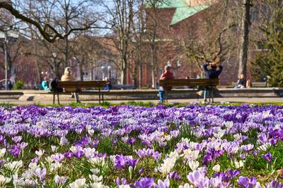 Karlsruhe, Baden-W?rttemberg, Germany - March 4, 2025: A park in Karlsruhe with purple and white crocuses in full bloom.-stock-foto