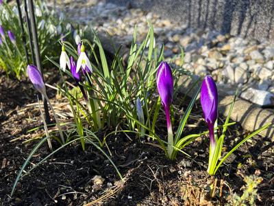 Lilla Krokuss Pflanzen in der Morgensonne im Garten in in Hamburg - Es wird Fruehling - Die Krokusse sind Pflanzengattung der Schwertliliengewaechse HH Deutschland *** Lilla crocus plants in the morning sun in the garden in Hamburg Its spring The crocuses are plants of the iris family HH Germany-stock-foto