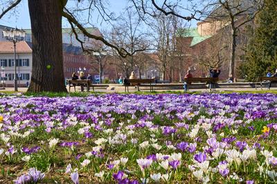 Karlsruhe, Baden-W?rttemberg, Germany - March 4, 2025: A park in Karlsruhe with purple and white crocuses in full bloom.-stock-foto