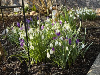 Lilla Krokuss Pflanzen in der Morgensonne im Garten in in Hamburg - Es wird Fruehling - Die Krokusse sind Pflanzengattung der Schwertliliengewaechse HH Deutschland *** Lilla crocus plants in the morning sun in the garden in Hamburg Its spring The crocuses are plants of the iris family HH Germany-stock-foto