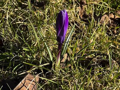 Lilla Krokuss Pflanzen in der Morgensonne im Garten in in Hamburg - Es wird Fruehling - Die Krokusse sind Pflanzengattung der Schwertliliengewaechse HH Deutschland *** Lilla crocus plants in the morning sun in the garden in Hamburg Its spring The crocuses are plants of the iris family HH Germany-stock-foto